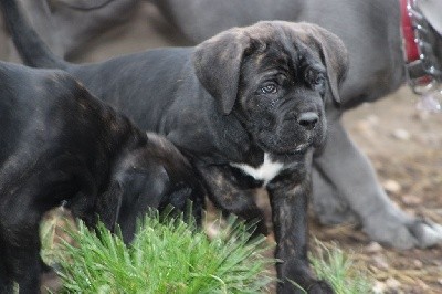 du Domaine d'Eslac - Cane Corso - Portée née le 22/07/2021