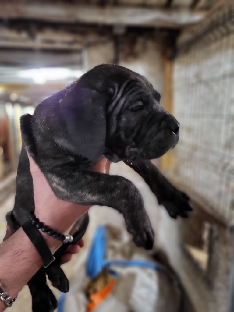 du Domaine d'Eslac - Chiots disponibles - Cane Corso