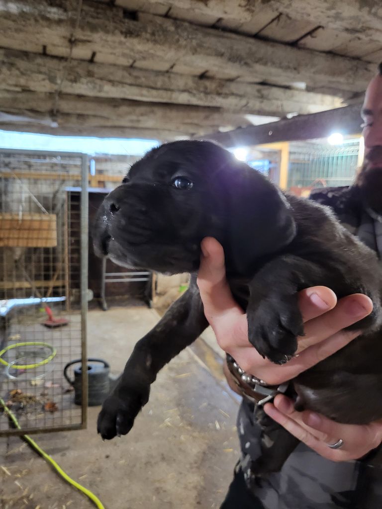 du Domaine d'Eslac - Chiots disponibles - Cane Corso