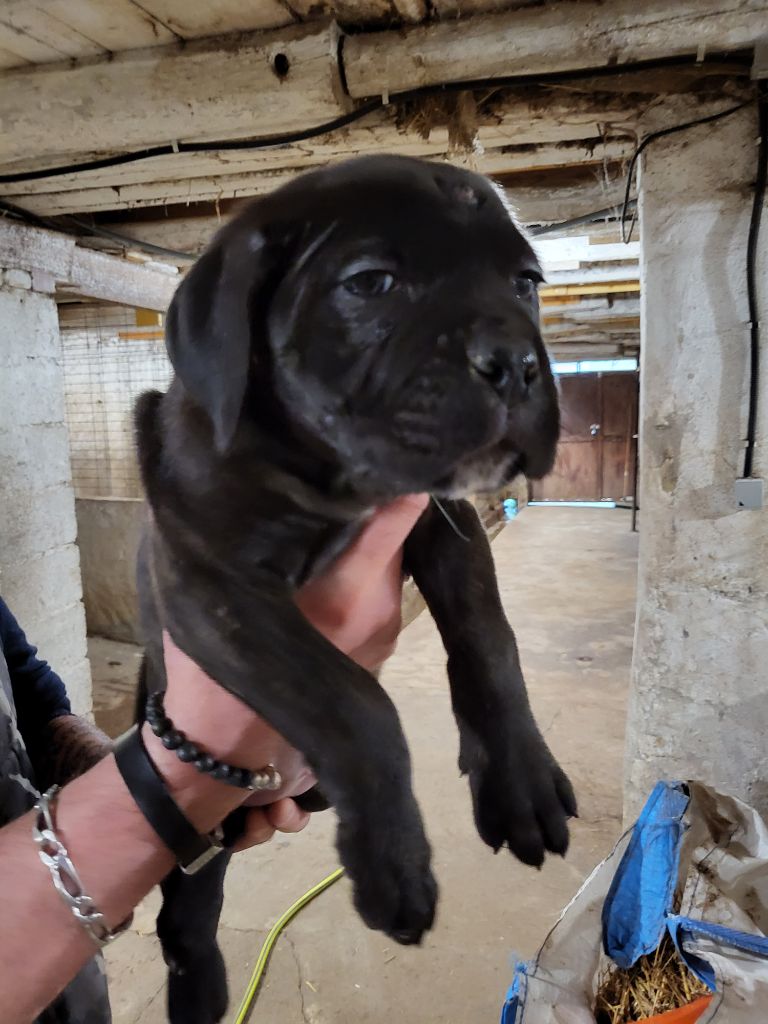 du Domaine d'Eslac - Chiots disponibles - Cane Corso