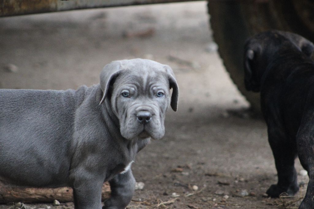 du Domaine d'Eslac - Cane Corso - Portée née le 22/07/2021
