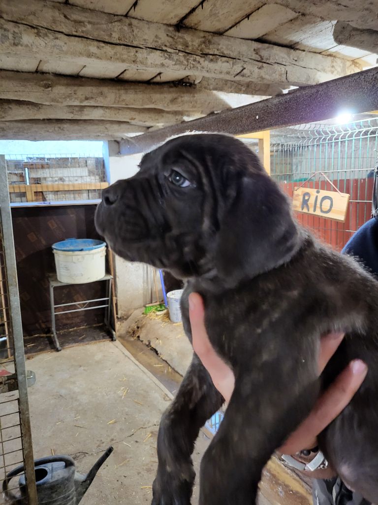 du Domaine d'Eslac - Chiots disponibles - Cane Corso