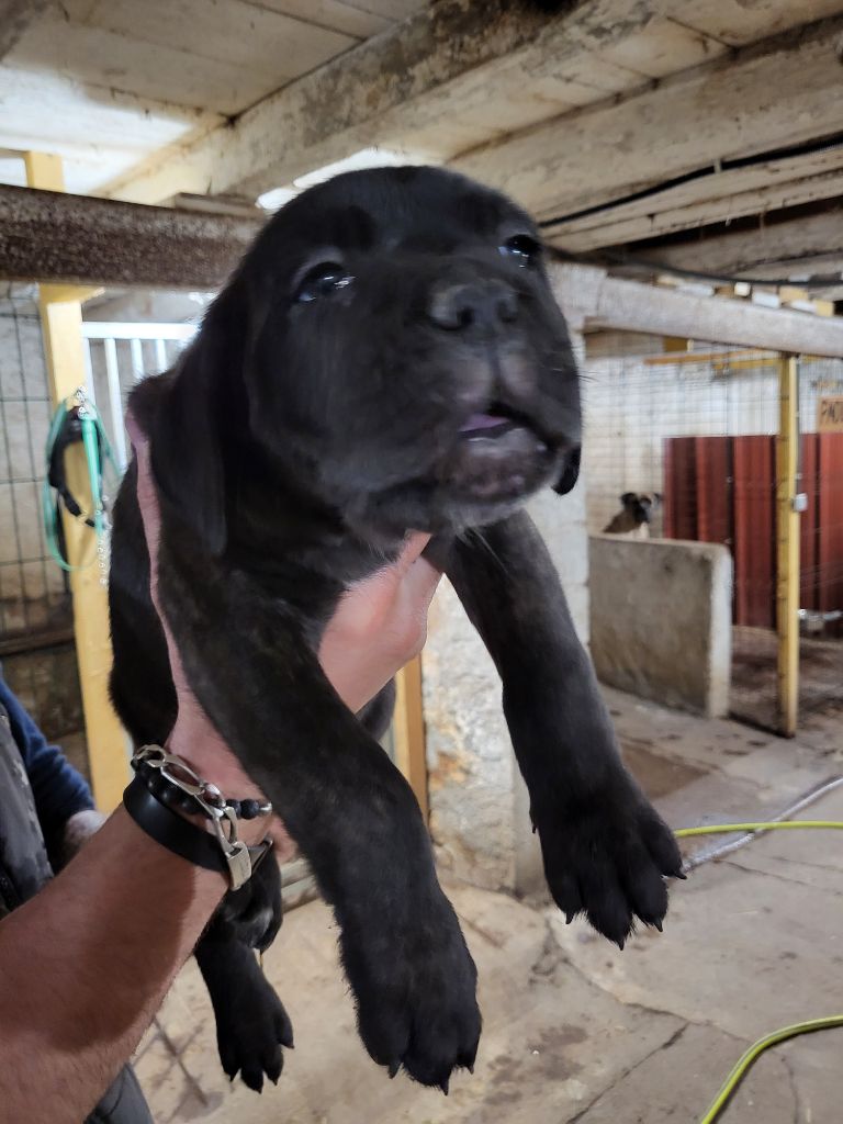 du Domaine d'Eslac - Chiots disponibles - Cane Corso