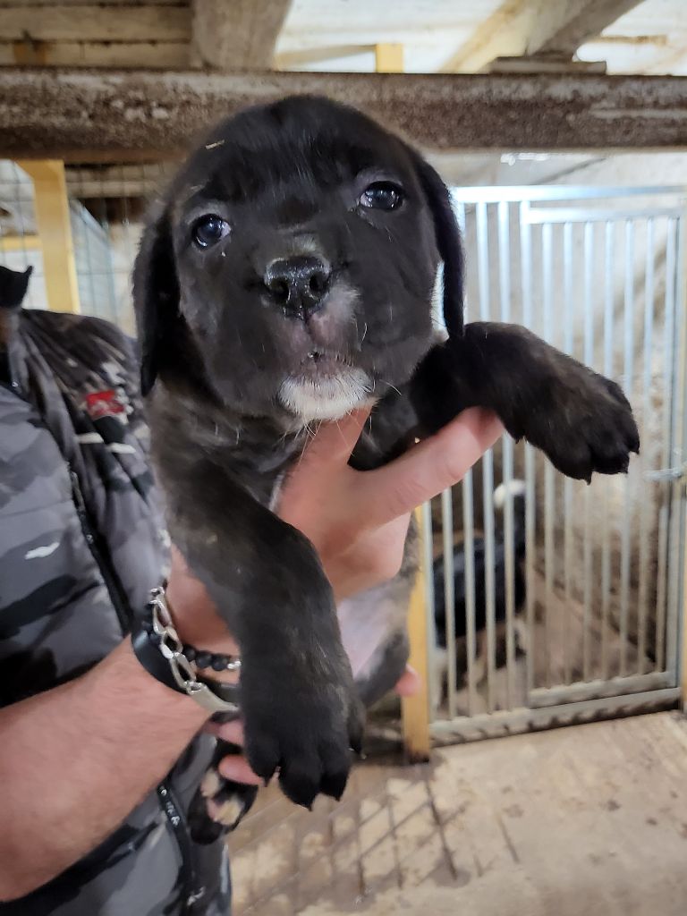 du Domaine d'Eslac - Chiots disponibles - Cane Corso